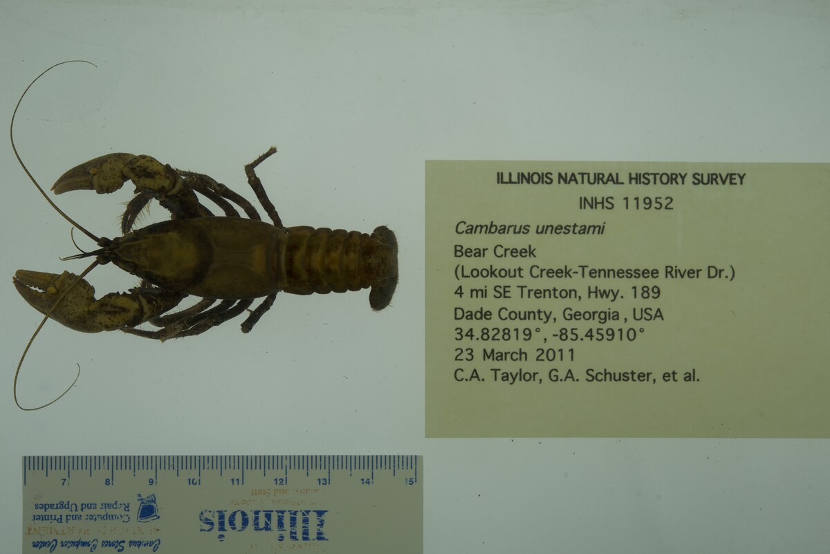 Cambarus unestami image